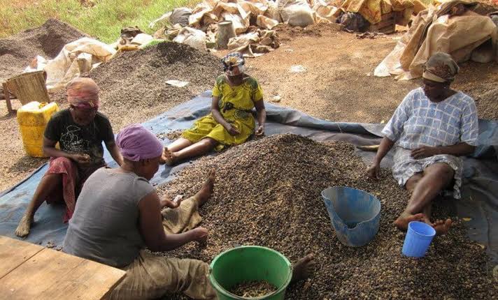 Palm Kernel Processing